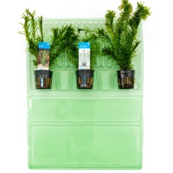 BLOOMIQUE - Set de 3 - plantes d'aquarium véritables - accessoires d'aquarium - hauteur 15-20 cm