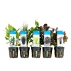 BLOOMIQUE - Set de 5 - plantes d'aquarium véritables - plantes aquatiques - purifiantes - hauteur 15-20 cm