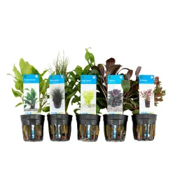 BLOOMIQUE - Set de 5 - plantes d'aquarium véritables - plantes aquatiques - purifiantes - hauteur 15-20 cm