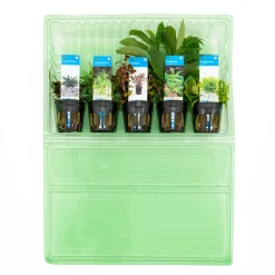 BLOOMIQUE - Set de 5 - plantes d'aquarium véritables - plantes aquatiques - purifiantes - hauteur 15-20 cm