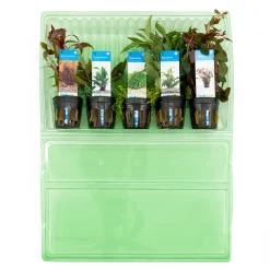 BLOOMIQUE - Set de 5 - plantes d'aquarium véritables - plantes aquatiques - purifiantes - hauteur 15-20 cm