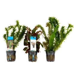 BLOOMIQUE - Set de 3 - plantes d'aquarium véritables - accessoires d'aquarium - hauteur 15-20 cm