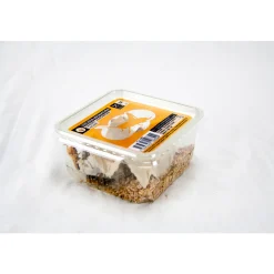 Boîte de 10 criquets subadultes