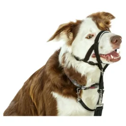 COMPANY OF ANIMALS - Collier d'entraînement pour chiens halti noir muselière (40-54 cm)