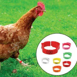 COT COT HOUSE - Bague marquage des poules à clips réglable 20-15mm, 6 pièces