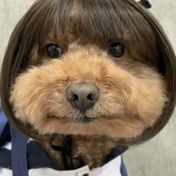 DOWNYPAWS - 1 perruque amusante pour fête des chiens et chats