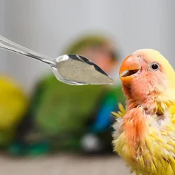 DOWNYPAWS - Cuillère à nourrir - métal pour pivoine perruches conures