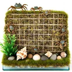 DOWNYPAWS - Jeu d'escalade pour hermit crab et escargot 4 pièces