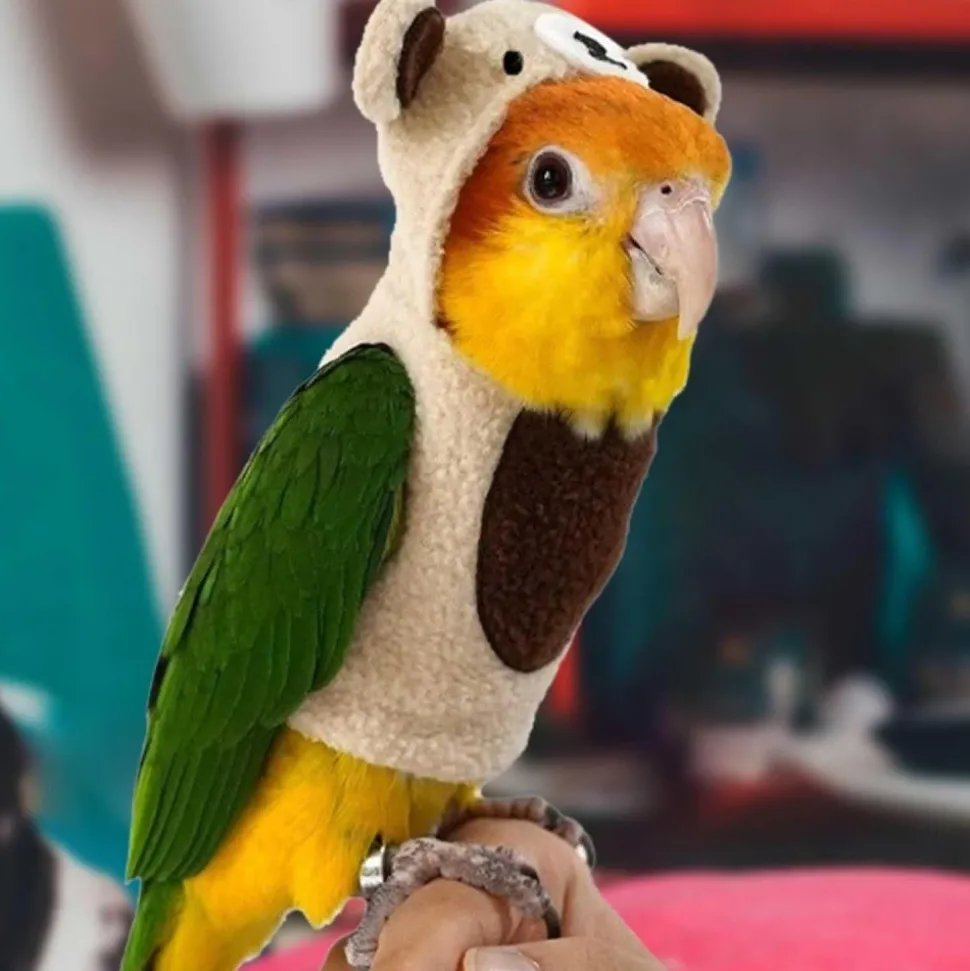 DOWNYPAWS - Pantalon de pigeon - tissu en forme d'ours