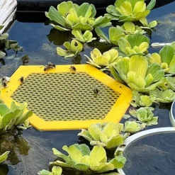 DOWNYPAWS - Plateau d'eau pour insectes - ruche avec bordure solide flottant jaune