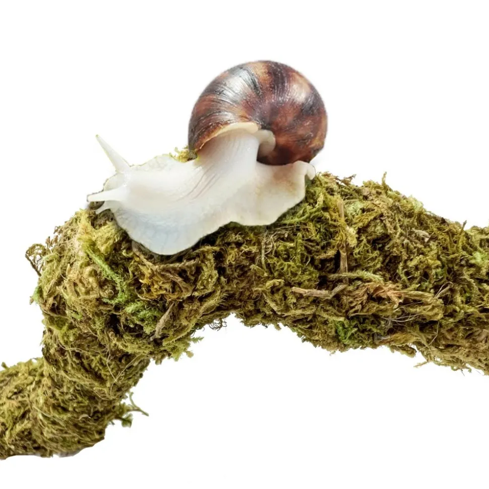 DOWNYPAWS - Poteau d'escalade en mousse 30 cm pour animaux de compagnie