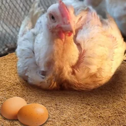 DOWNYPAWS - Tapis en fibre de noix de coco pour nid d'oiseau et animal de compagnie 35*35cm5 pièces