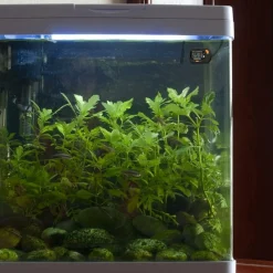 DOWNYPAWS - Thermomètre digital aquarium/terrarium