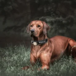 KIPPY - GPS et moniteur d'activité Kippy Evo Brown Wood pour chien & chat