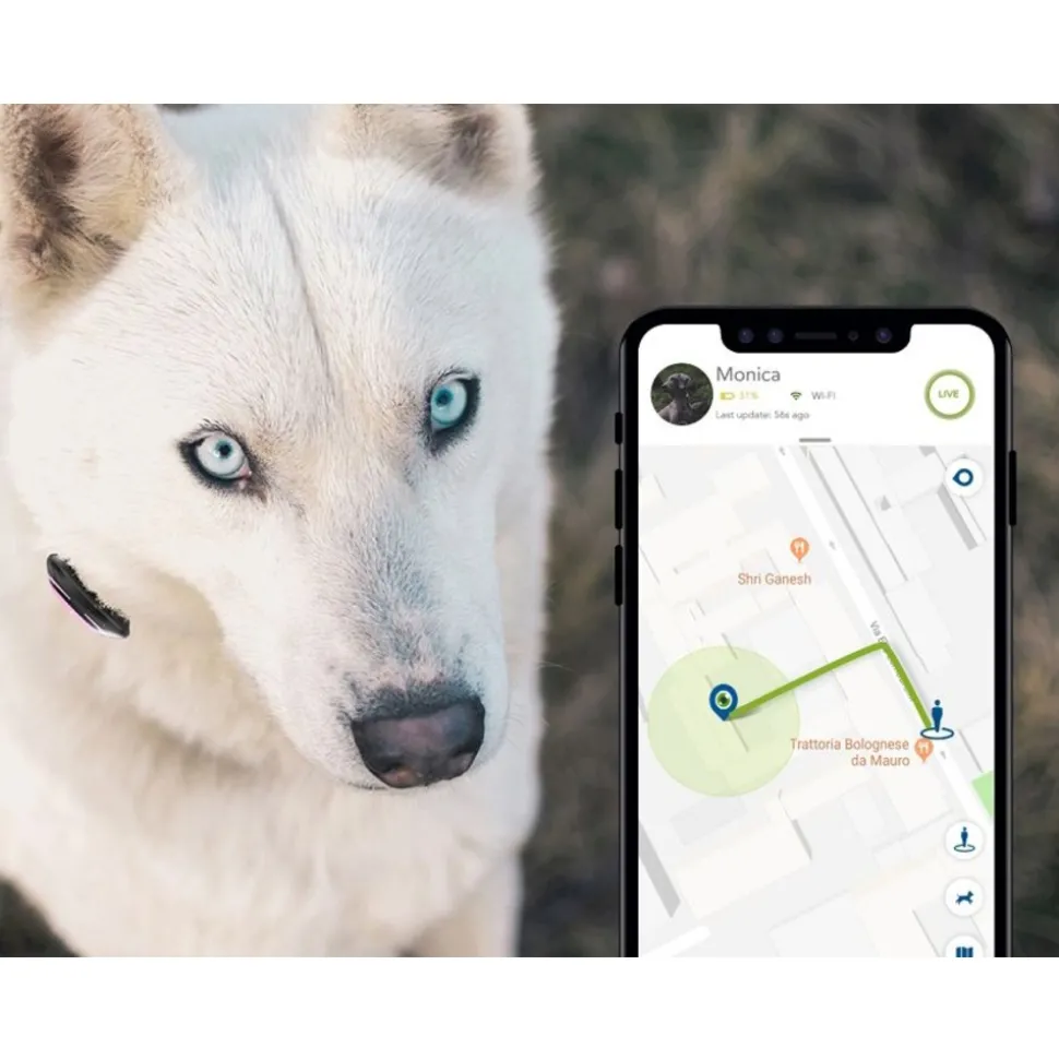 KIPPY - GPS et moniteur d'activité Kippy Evo Brown Wood pour chien & chat