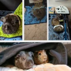 NEO SOLVO - Tapis qui remplace la litière pour cochon d'inde et lapin - absorbant, imperméable, passe en machine - 60 x 50 cm