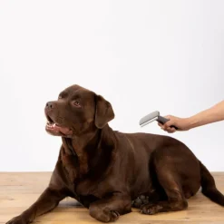 PARIS PRIX - Brosse pour chien & chat 