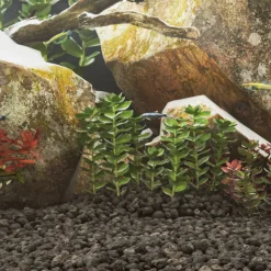 VIDAXL - Roches volcaniques 10 kg noir 5-8 cm